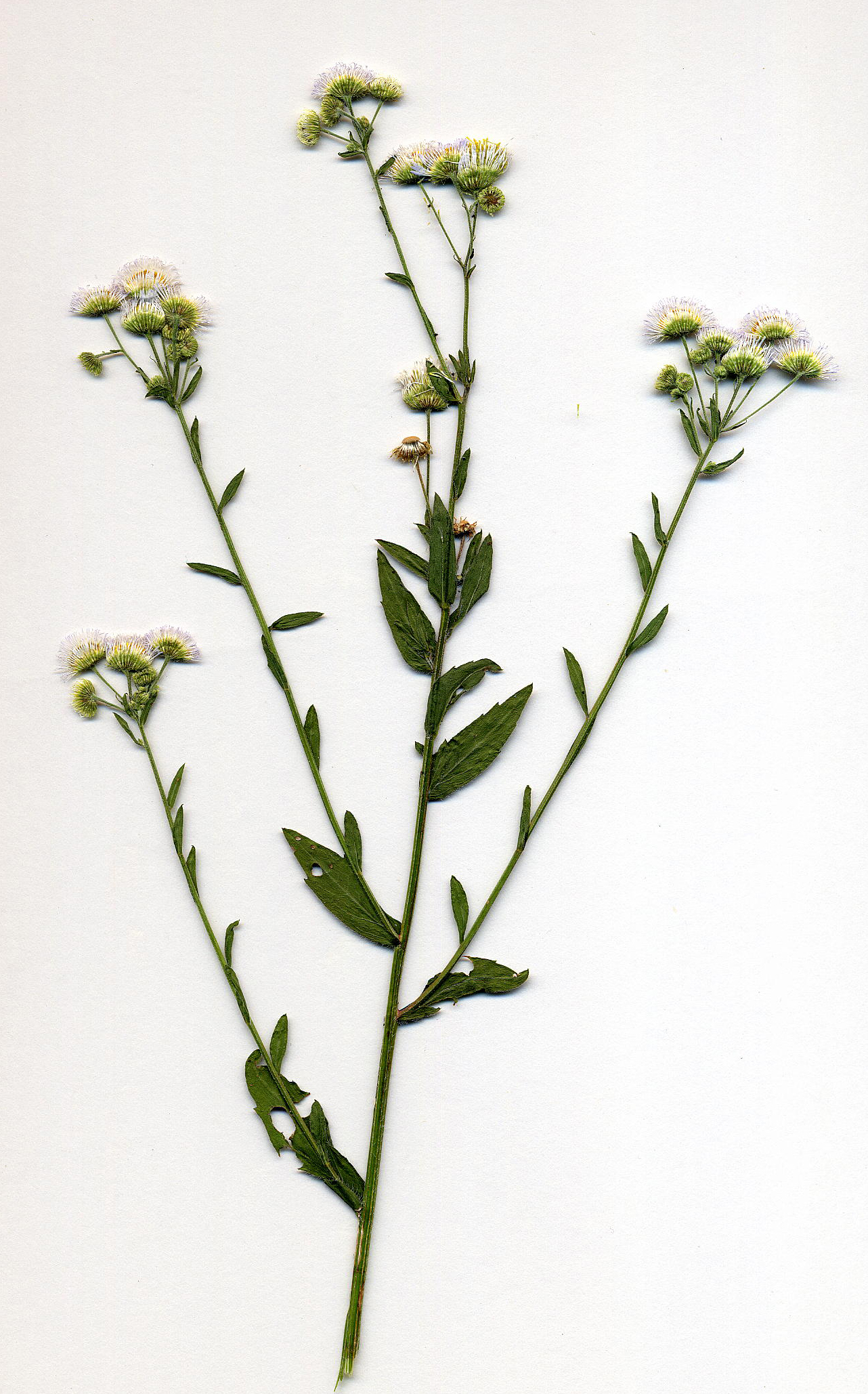 erigeron philadelphicus